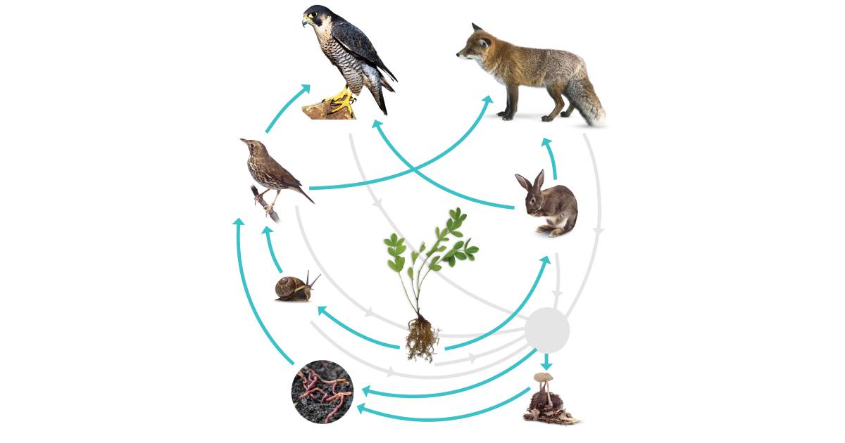 what is the shortest food chain in the food web