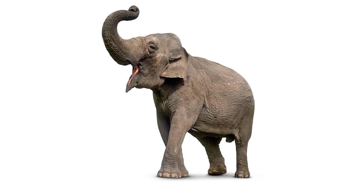 Asian Elephant | Asian Elephant Facts | DK Find Out