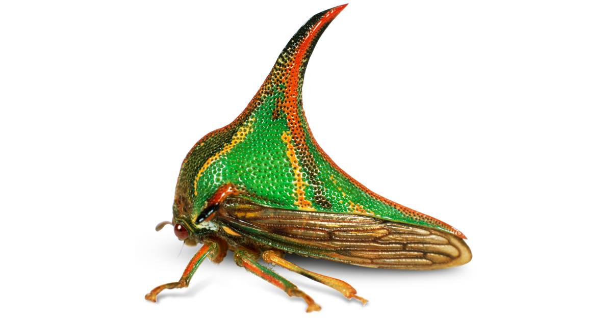 Treehopper Facts What Are Treehoppers DK Find Out
