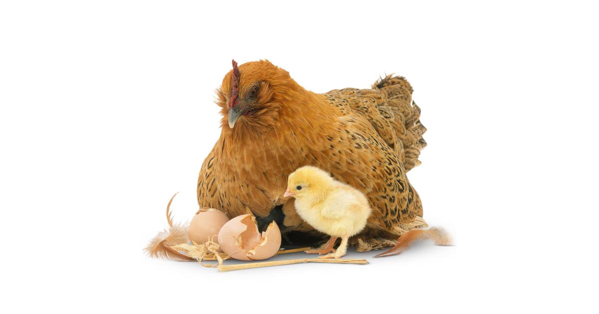 Reproduction In Living Organisms | DK Find Out Reproduction In Living Organisms | DK Find Out
