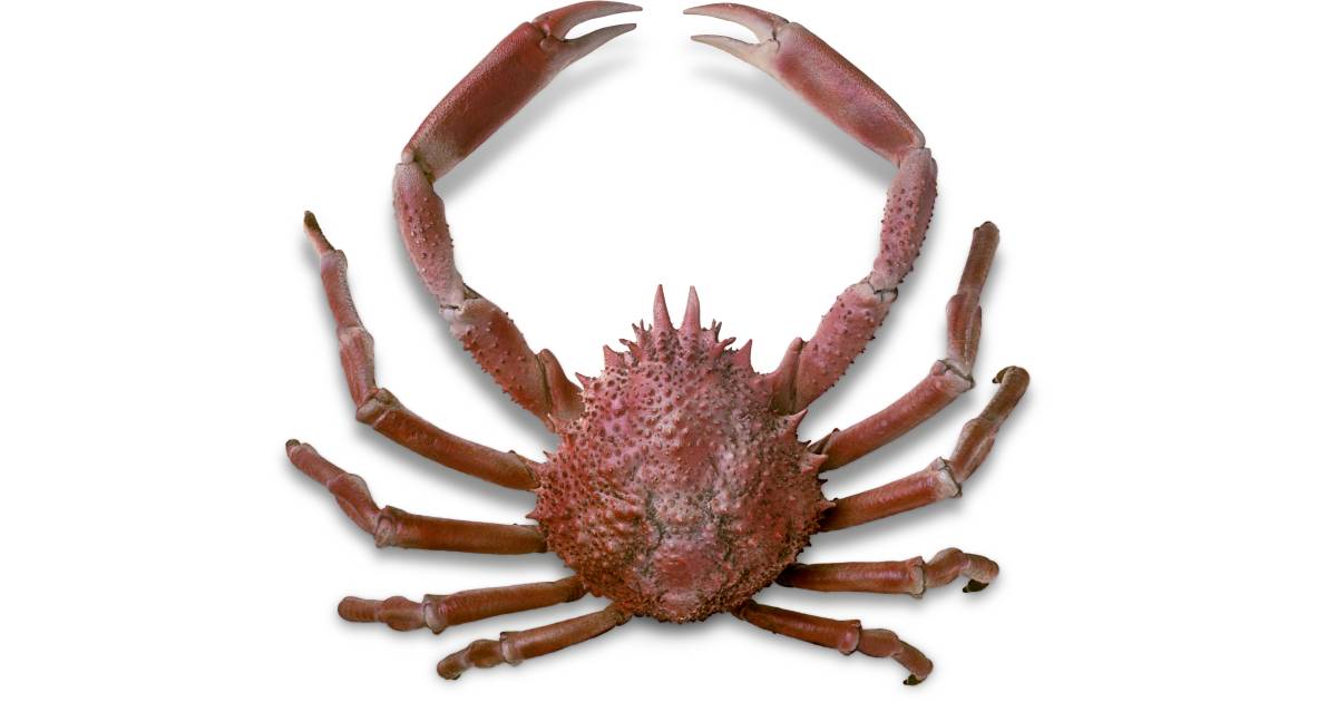 Spider Crab Facts Japanese Spider Crab Dk Find Out