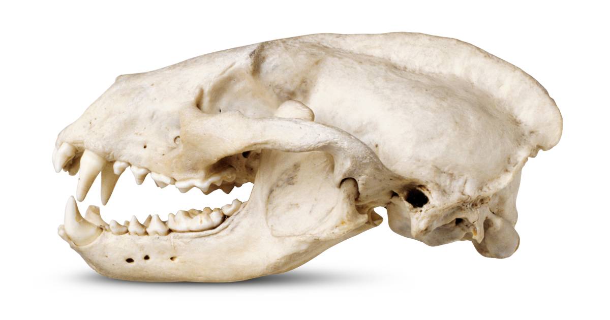 Badger Teeth | Badger Skull Picture | DK Find Out