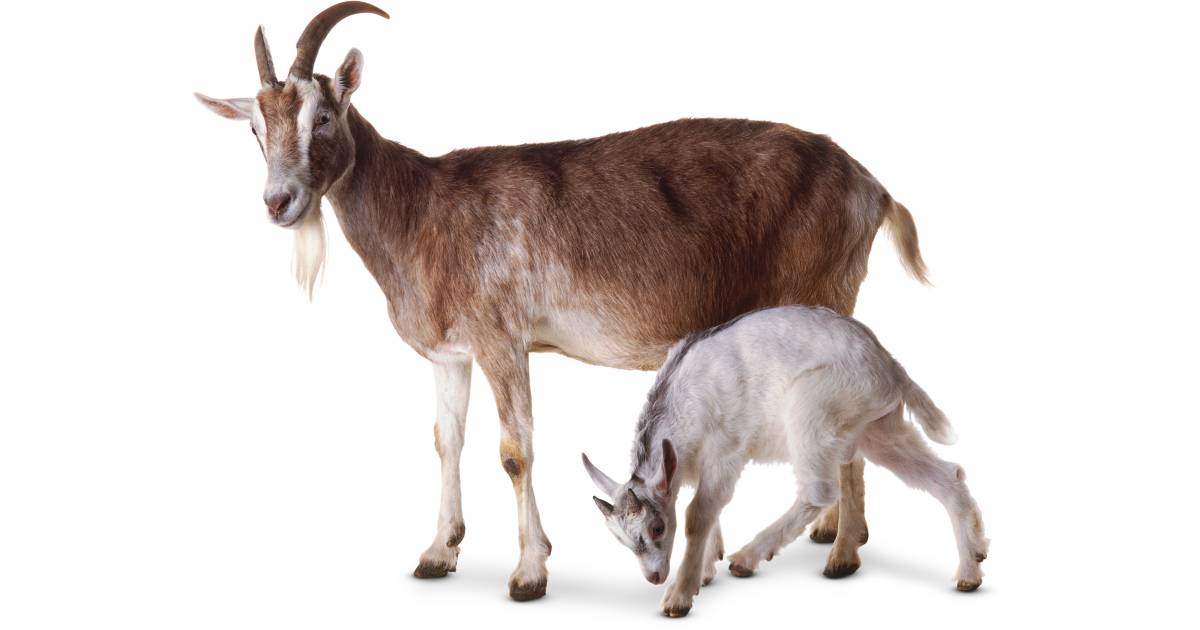 Goat Facts For Kids | What Are Goats? | DK Find Out Goat Facts For Kids | What Are Goats? | DK Find Out