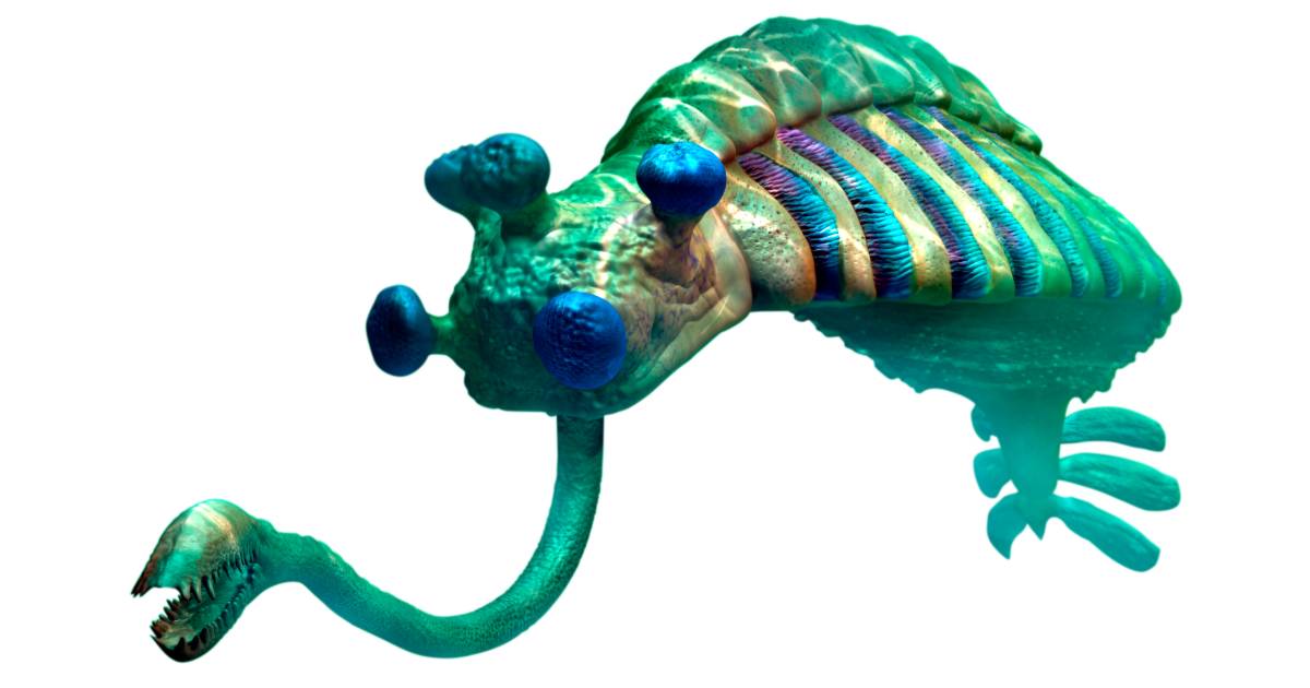 Cambrian Explosion | Cambrian Period Animals | DK Find Out Cambrian Explosion | Cambrian Period Animals | DK Find Out