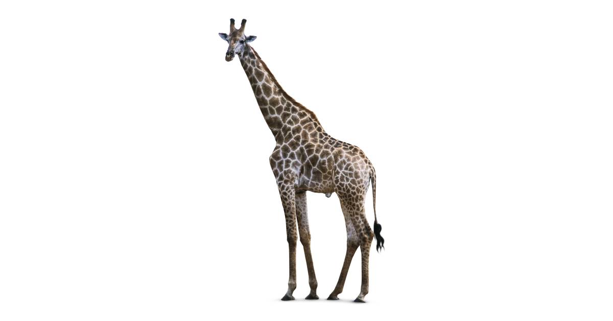 Giraffe Facts For Kids | How Tall Is A Giraffe | DK Find Out Giraffe Facts For Kids | How Tall Is A Giraffe | DK Find Out
