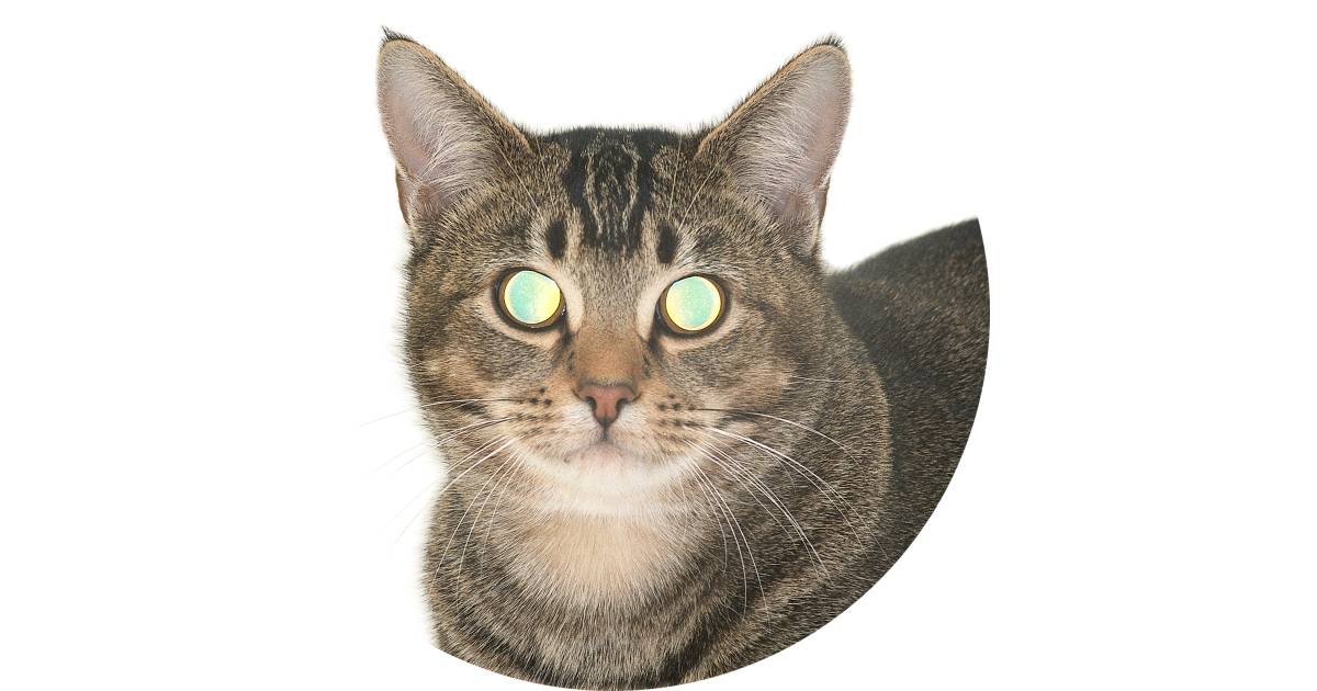 Animals With Night Vision | DK Find Out Animals With Night Vision | DK Find Out