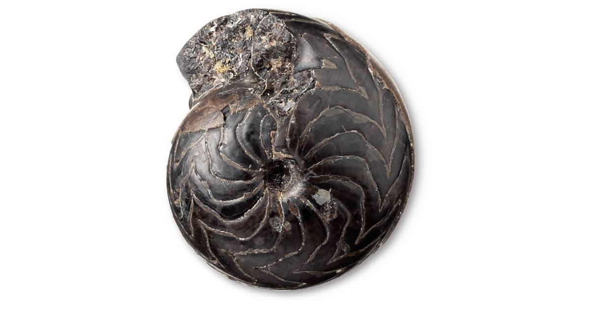 Prehistoric Invertebrates | Invertebrate Fossils | DK Find Out