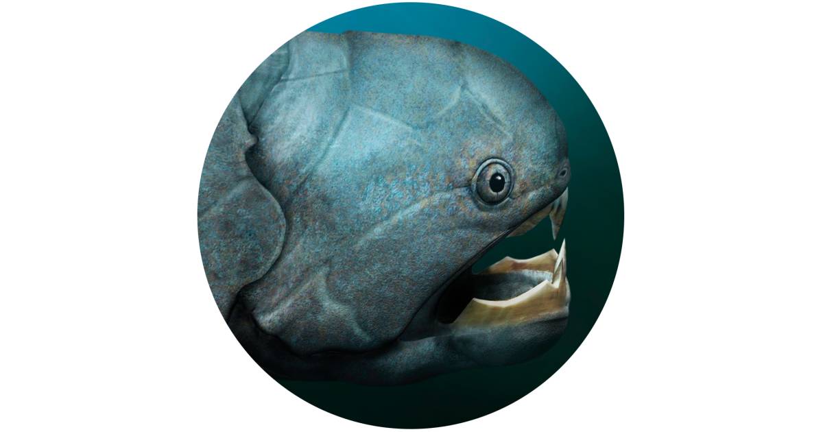 Dunkleosteus Facts Armored Fish DK Find Out