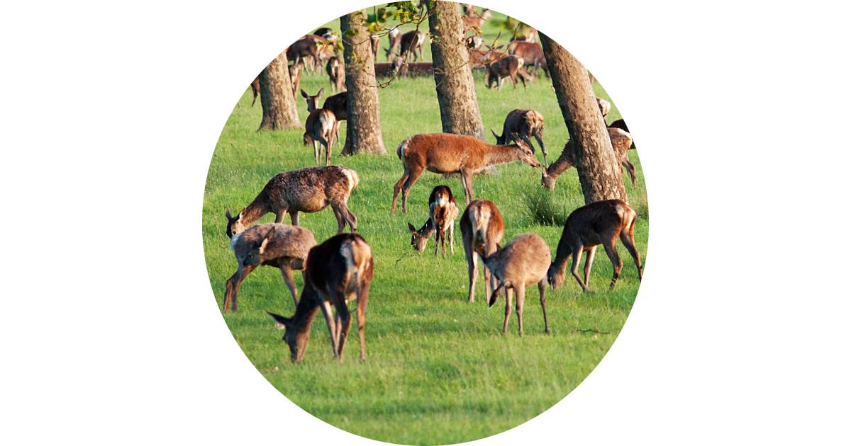 Nutrition In Living Organisms | DK Find Out Nutrition In Living Organisms | DK Find Out