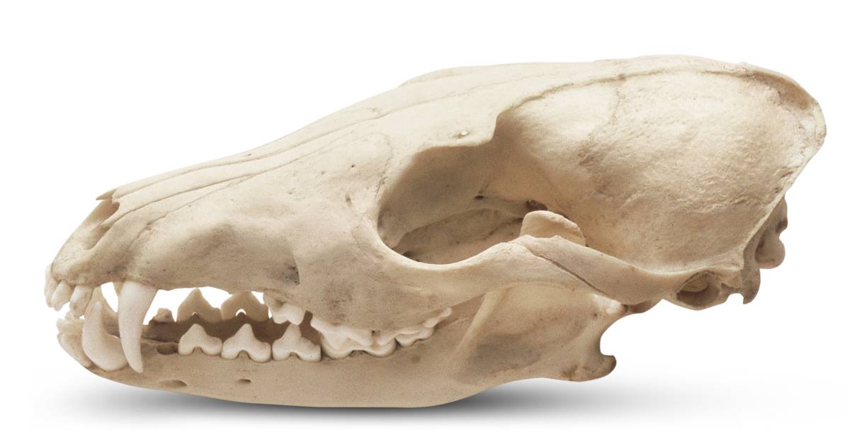 Small Animal Skull Identification Chart