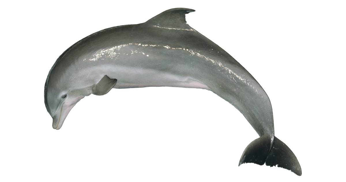 Whales, dolphins, and porpoises | Animals and Nature lessons | DK Find Out! Whales, dolphins, and porpoises | Animals and Nature lessons | DK Find Out!