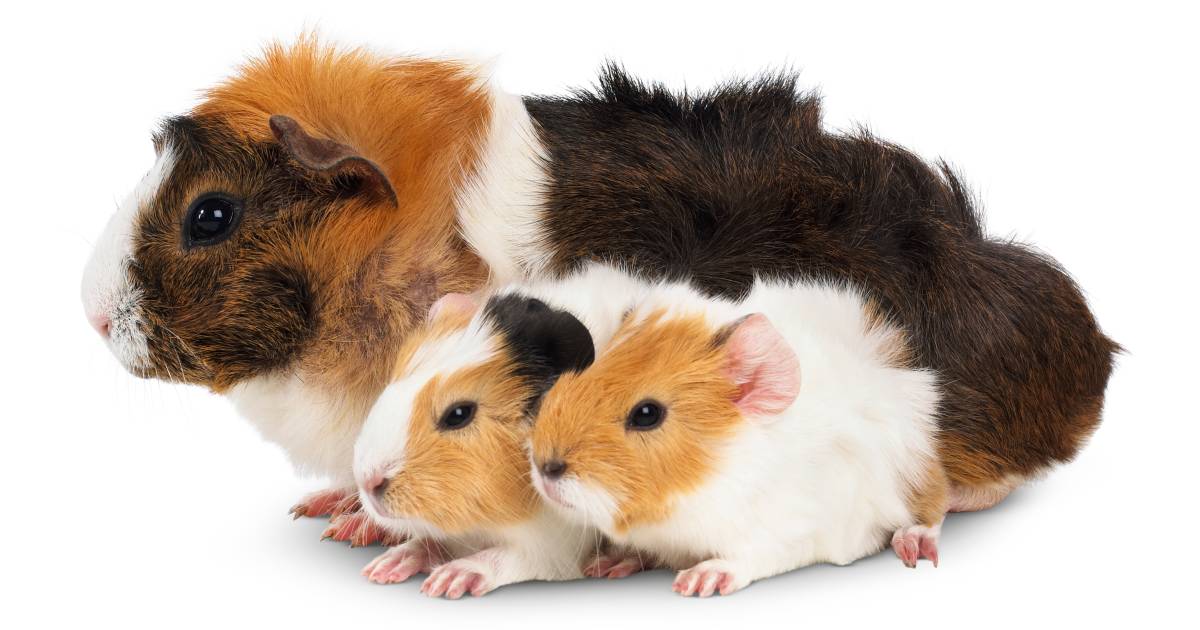 Guinea Pig Facts Guinea Pig Life Span DK Find Out