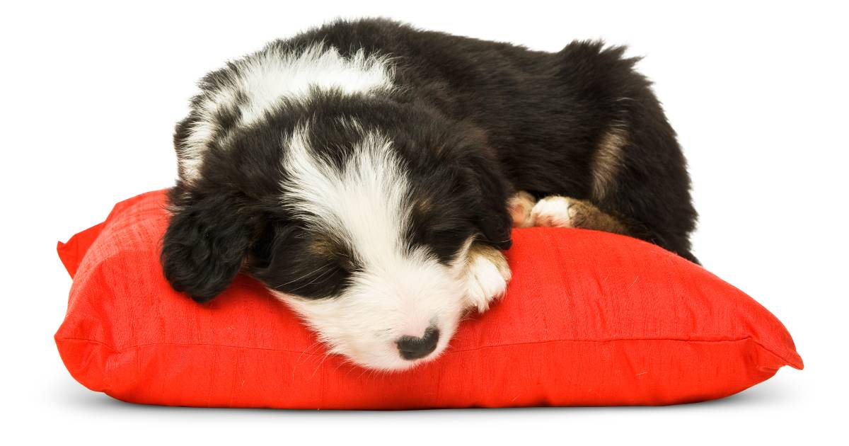 How To Take Care Of Pets | Pet Care | DK Find Out How To Take Care Of Pets | Pet Care | DK Find Out