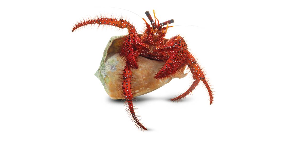 Hermit Crab Facts | Hermit Crab Shells | DK Find Out Hermit Crab Facts | Hermit Crab Shells | DK Find Out