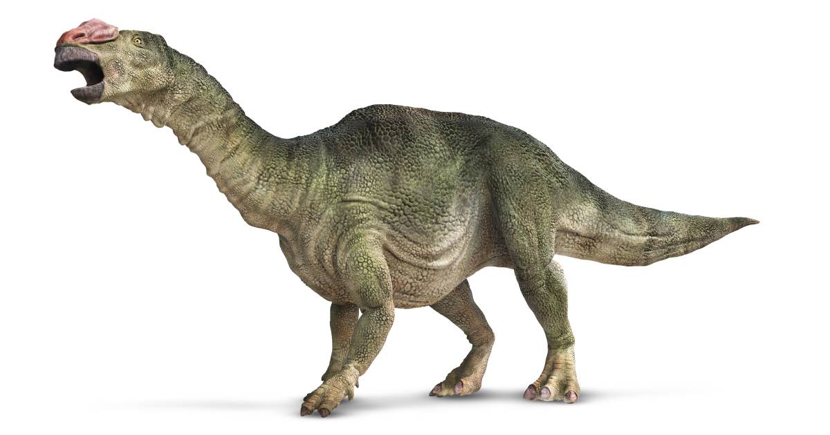 Muttaburrasaurus | Dinosaurs In Australia | DK Find Out