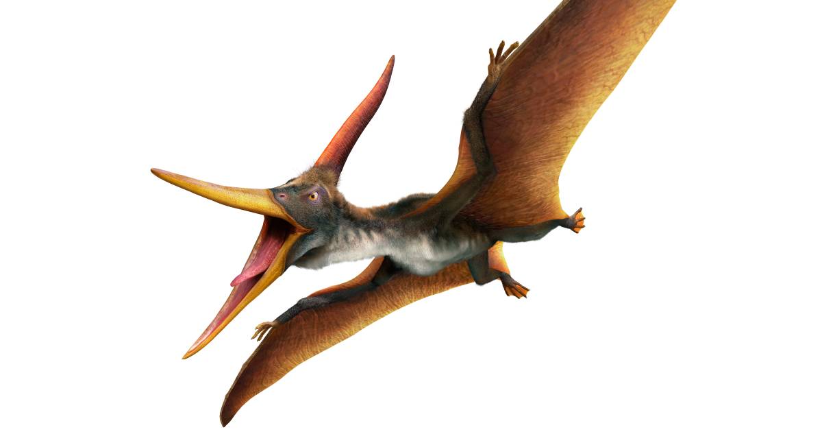 Pteranodon Pterodactyl Dinosaur on white background 8843957 PNG