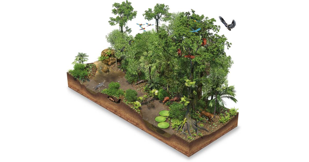 Habitats of Animals | Ecosystems | DK Find Out Habitats of Animals | Ecosystems | DK Find Out
