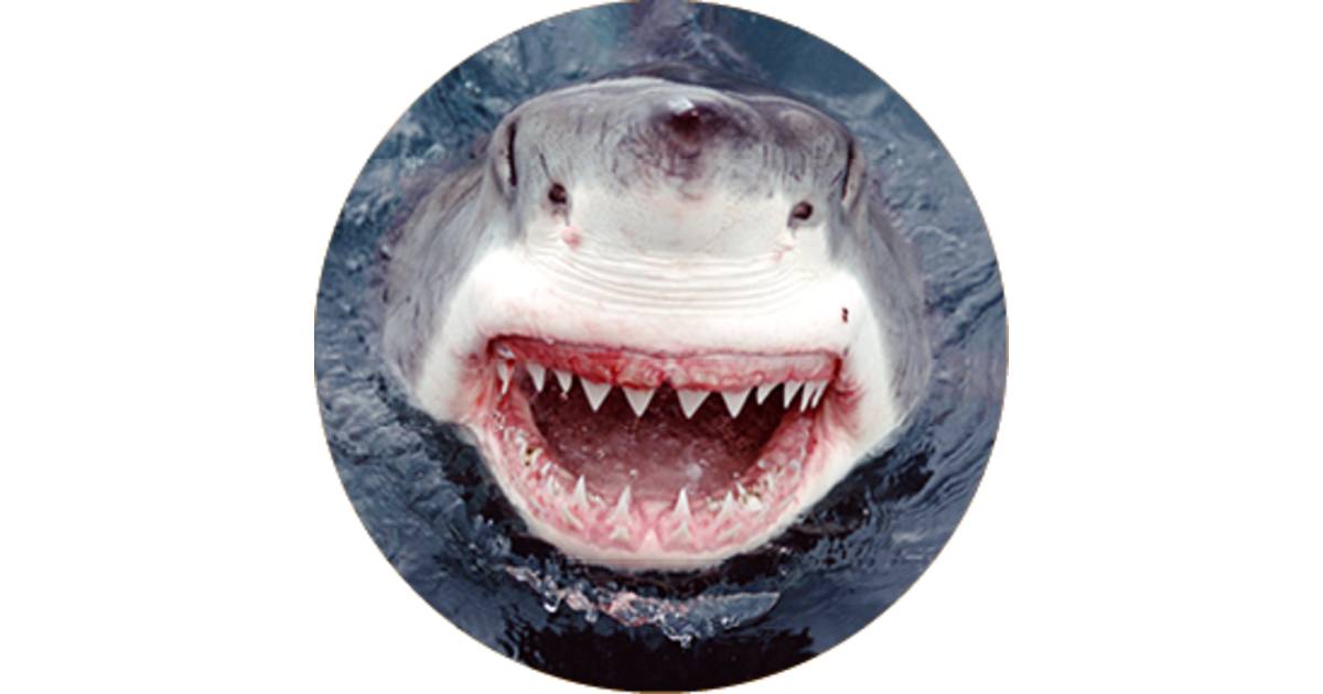 Jaws Shark Images