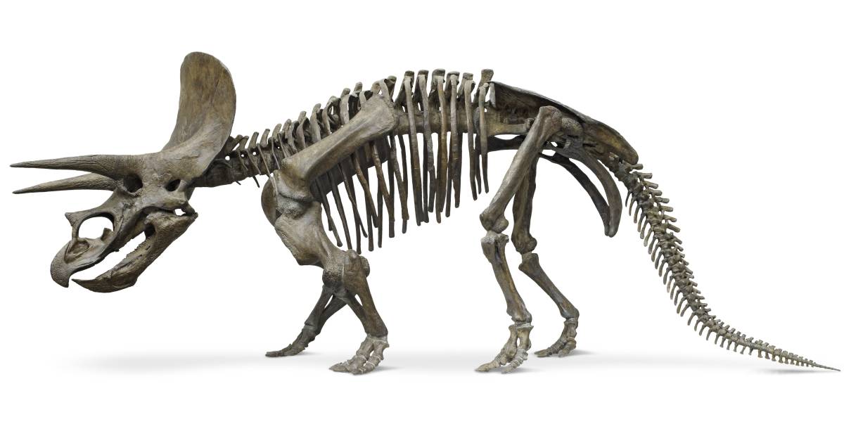 Triceratops Fossil | Triceratops Bones | DK Find Out