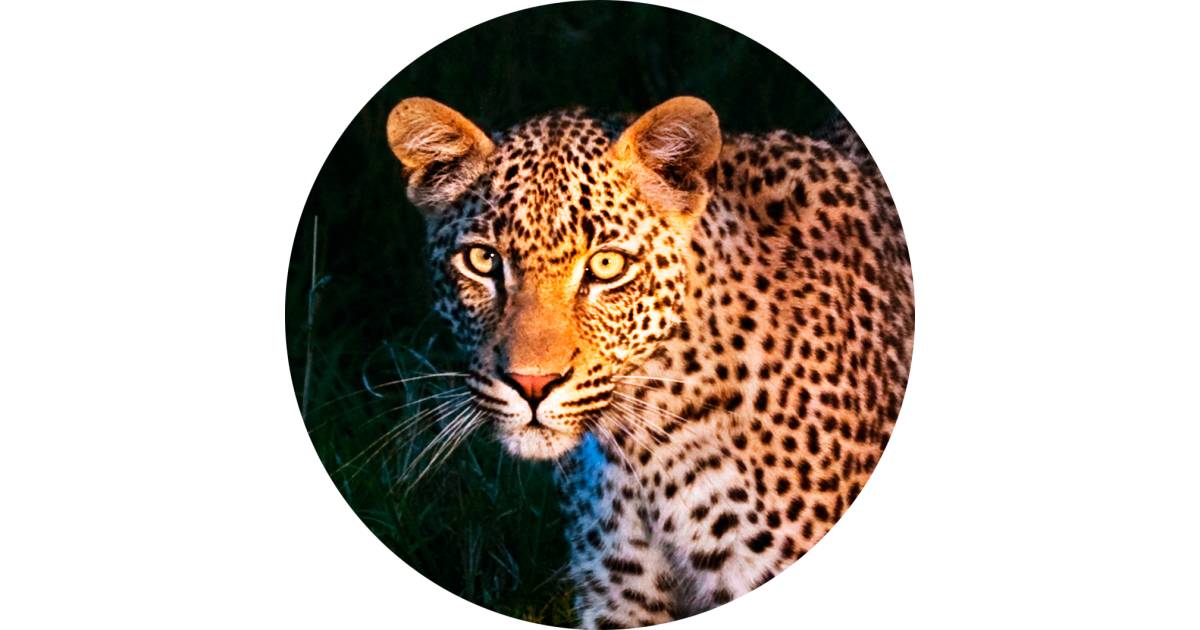 What Are Nocturnal Animals | DK Find Out