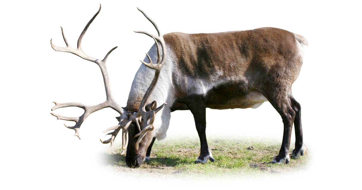 Tundra Facts For Kids | Tundra Animals | DK Find Out Tundra Facts For Kids | Tundra Animals | DK Find Out