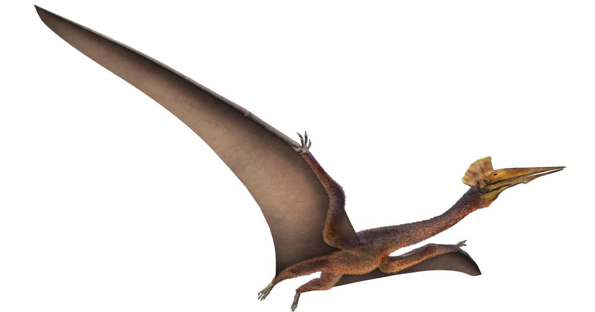 quetzalcoatlus wingspan quetzalcoatlus wingspan