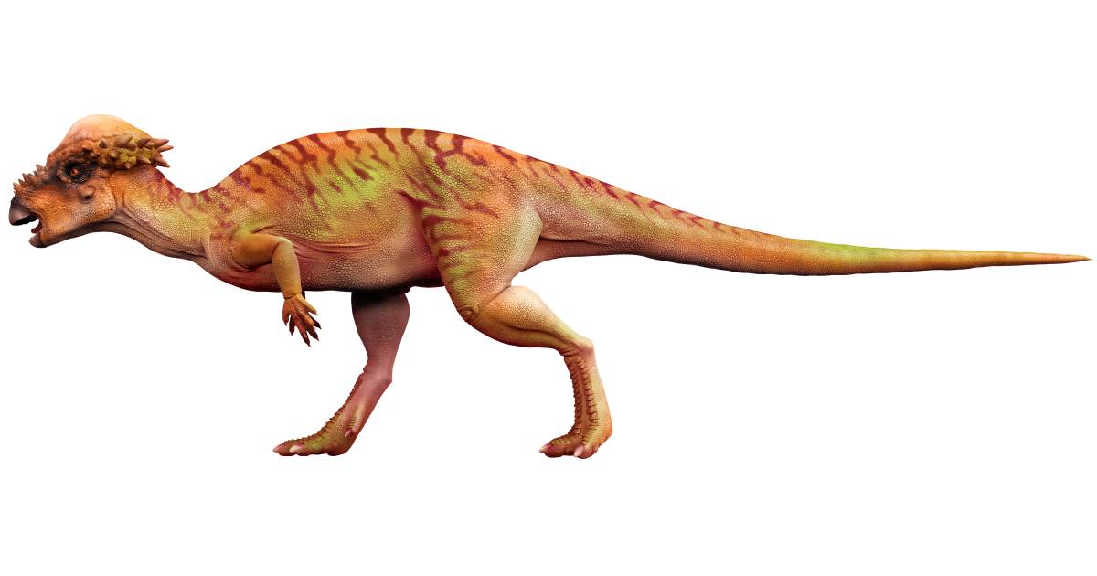 Pachycephalosaurus | Facts | Find Out