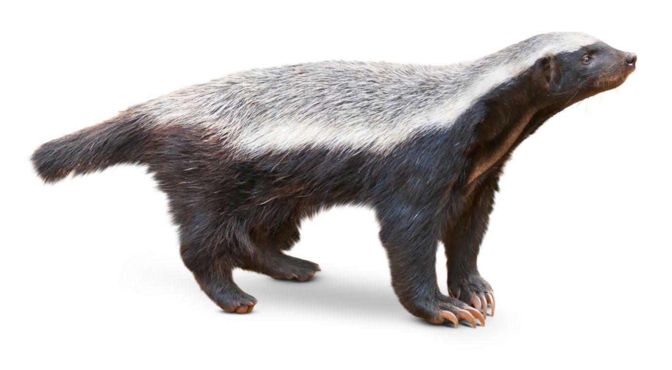 Animal award-winners: Amazing facts about mammals | DK Find Out! Animal award-winners: Amazing facts about mammals | DK Find Out!