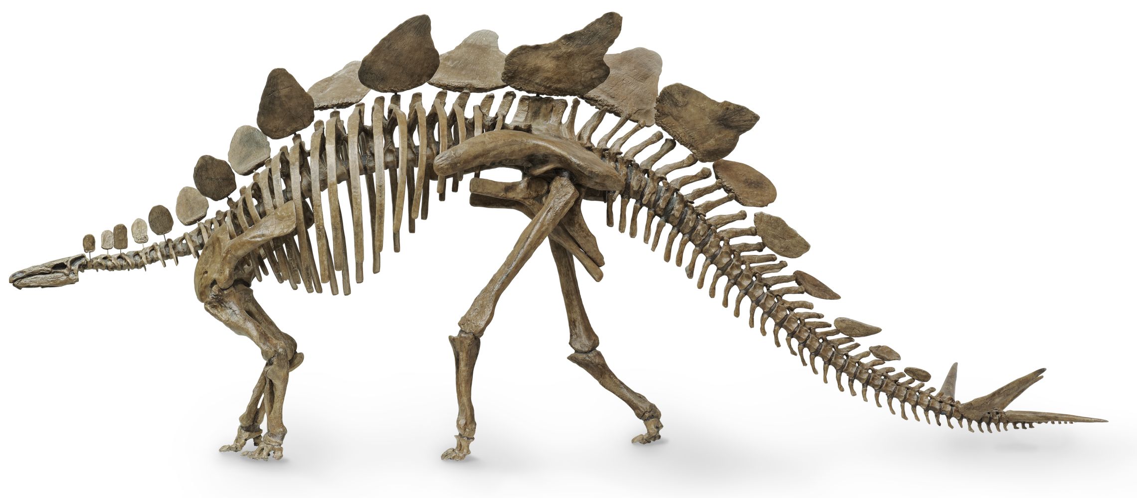 Stegosaurus Skeleton | Stegosaurus Fossil | DK Find Out