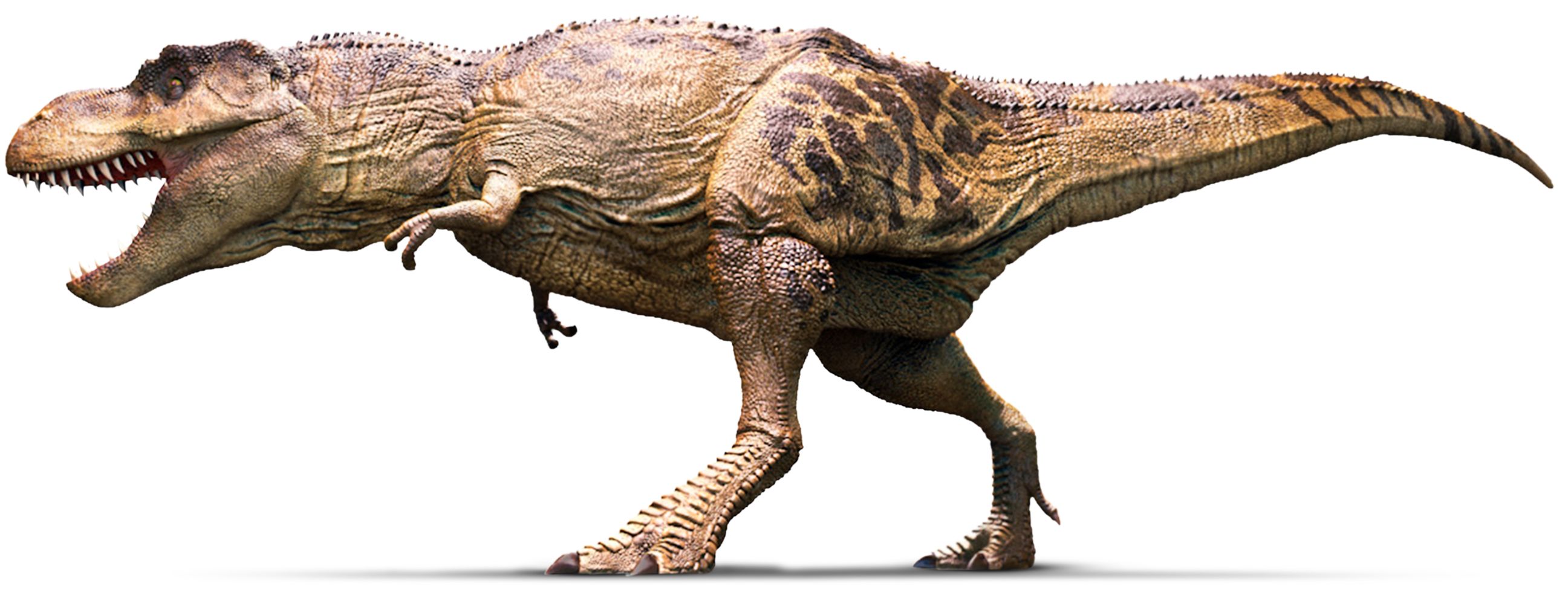 What do you know about T. rex?