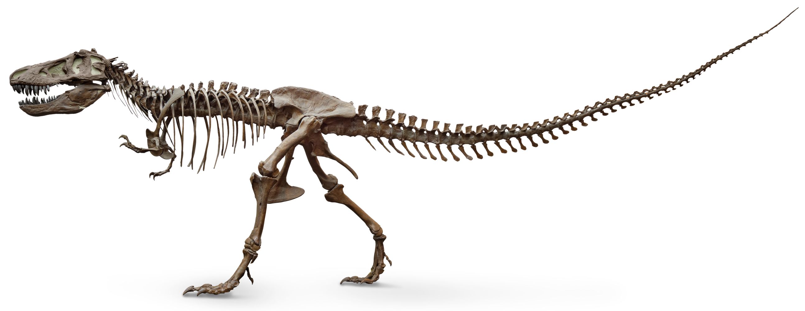 dinosaur bones t rex