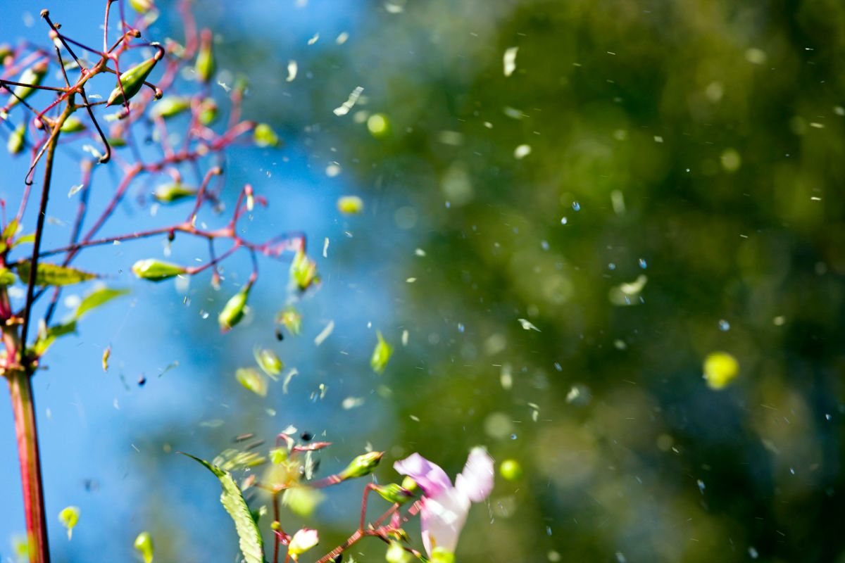 Other ways seeds are spread images Animals and Nature lessons DK