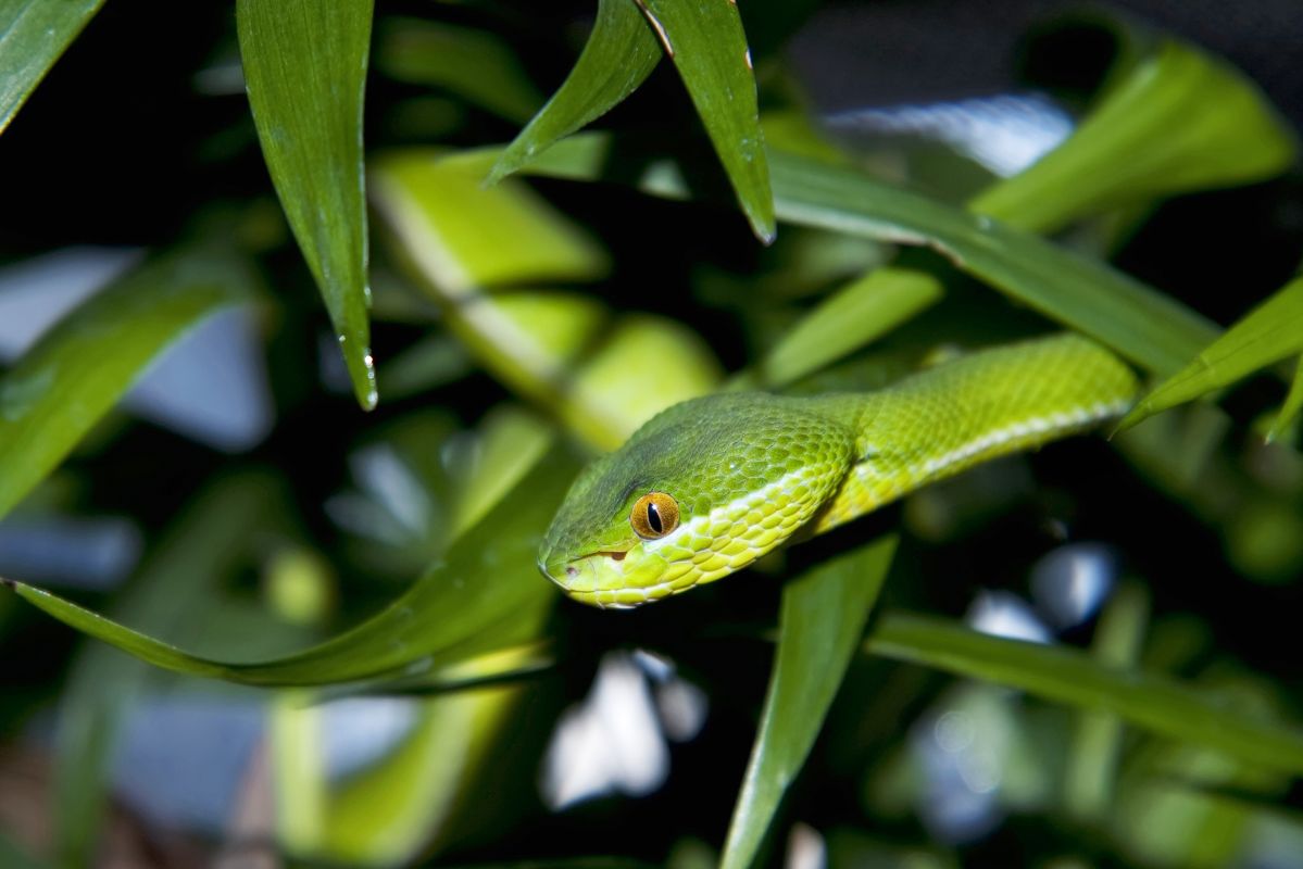 More vipers images | Animals and Nature lessons | DK Find Out!