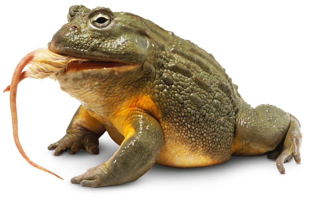 Can Newts Eat Fish Food Can Newts Eat Fish Food