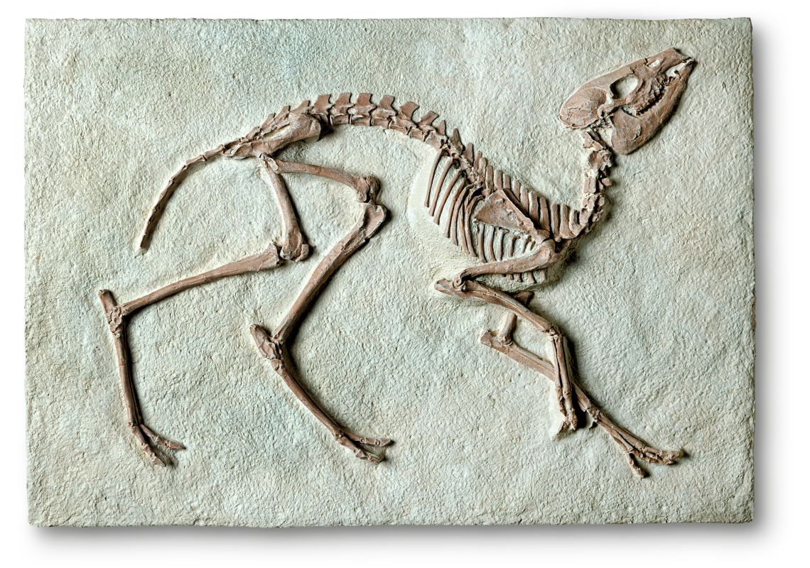 See more fossils images Dinosaurs and Prehistoric Life lessons DK