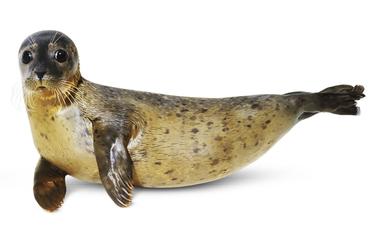 More mammals images | Animals and Nature lessons | DK Find Out!