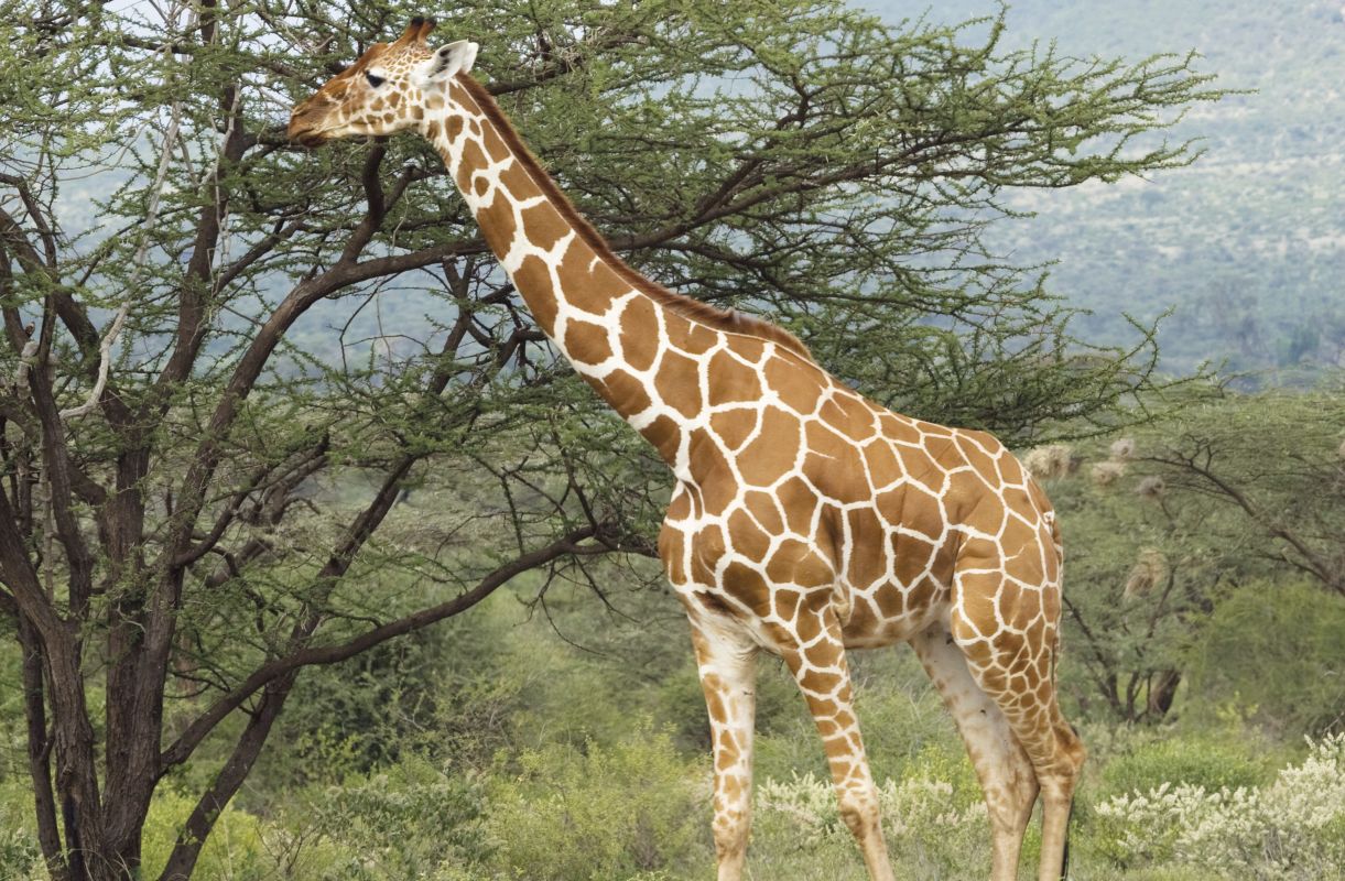 Giraffe Herbivore