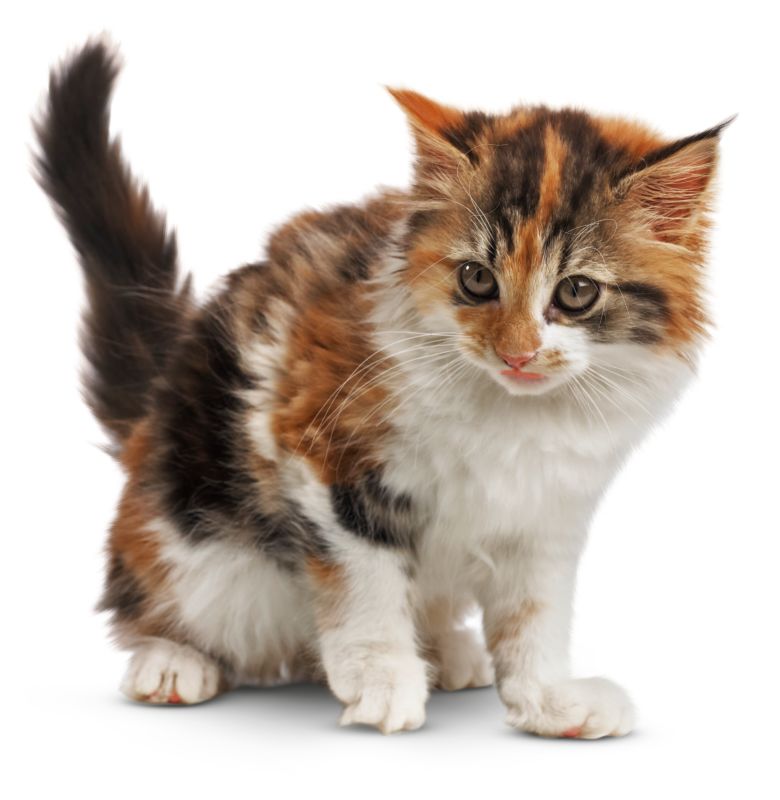 kittens images animals and nature lessons dk find out