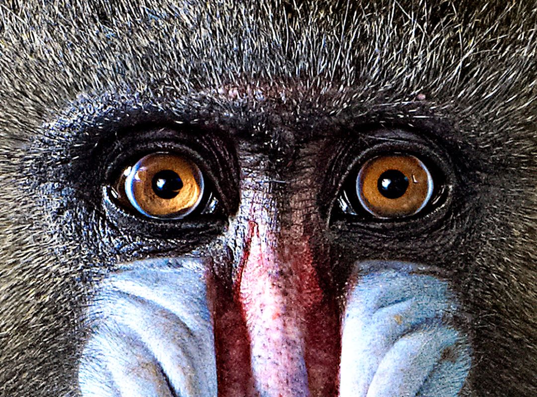 See A Mandrill Up Close Images Animals And Nature Lessons Dk