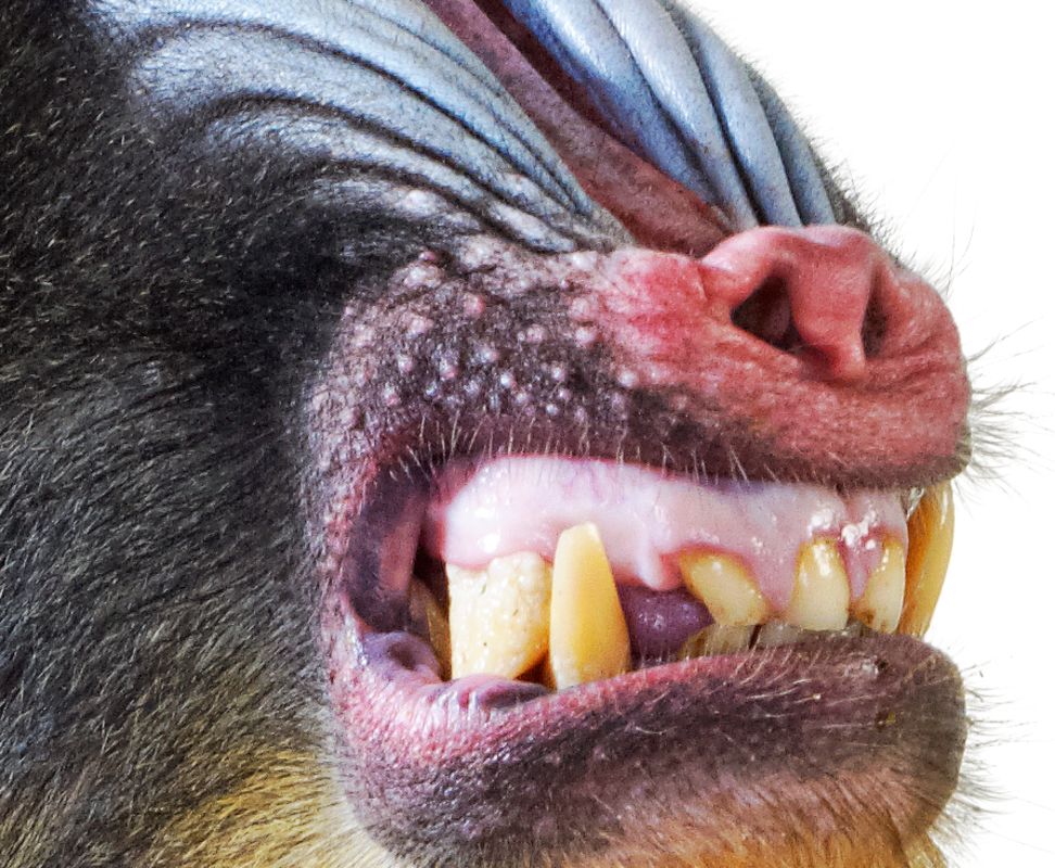 See A Mandrill Up Close Images Animals And Nature Lessons Dk Find Out