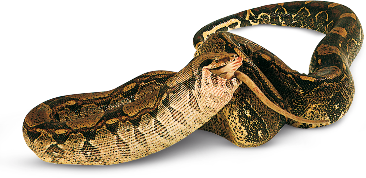 Types of Reptiles | Reptile Facts | DK Find Out