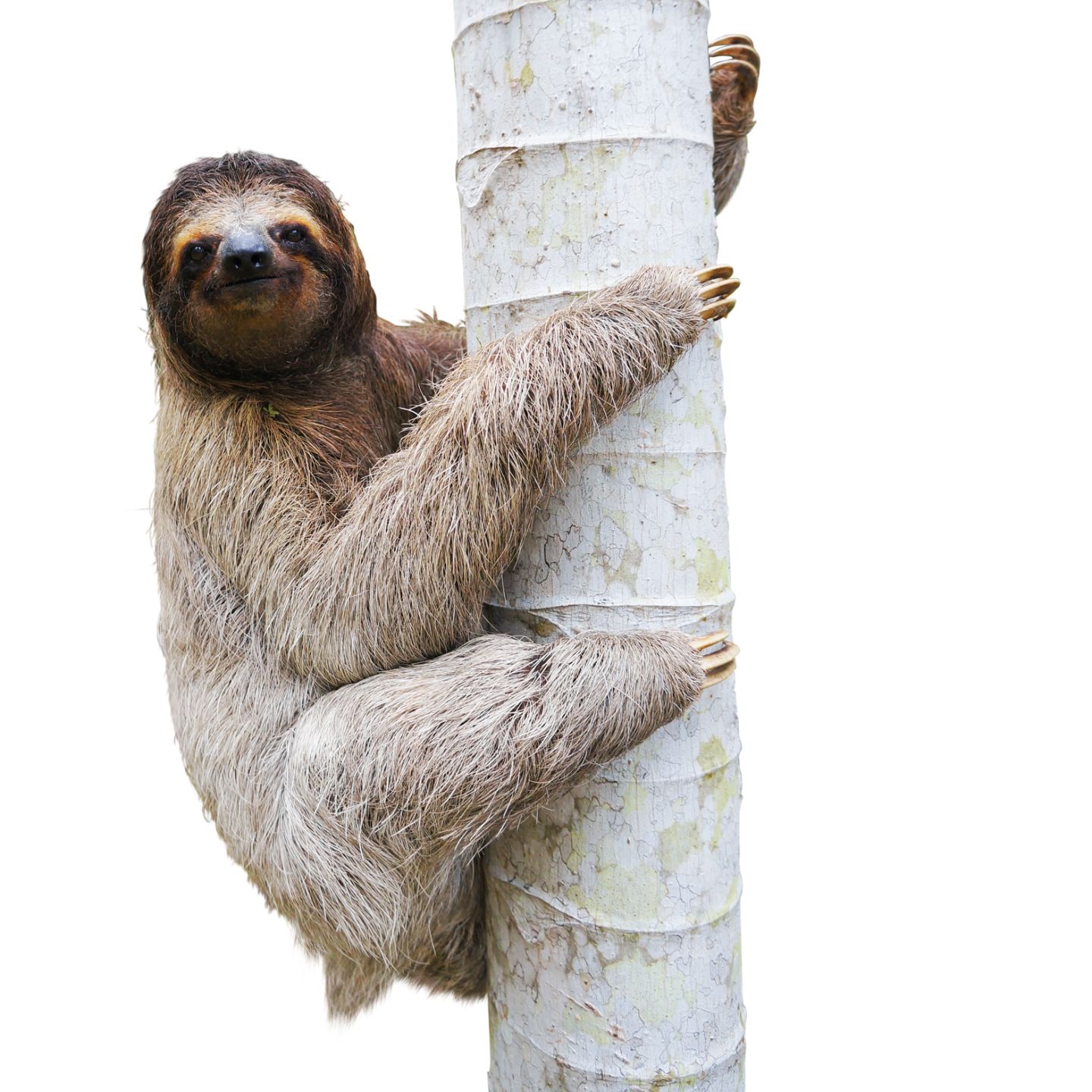 6-fascinating-facts-about-sloths-dk-find-out