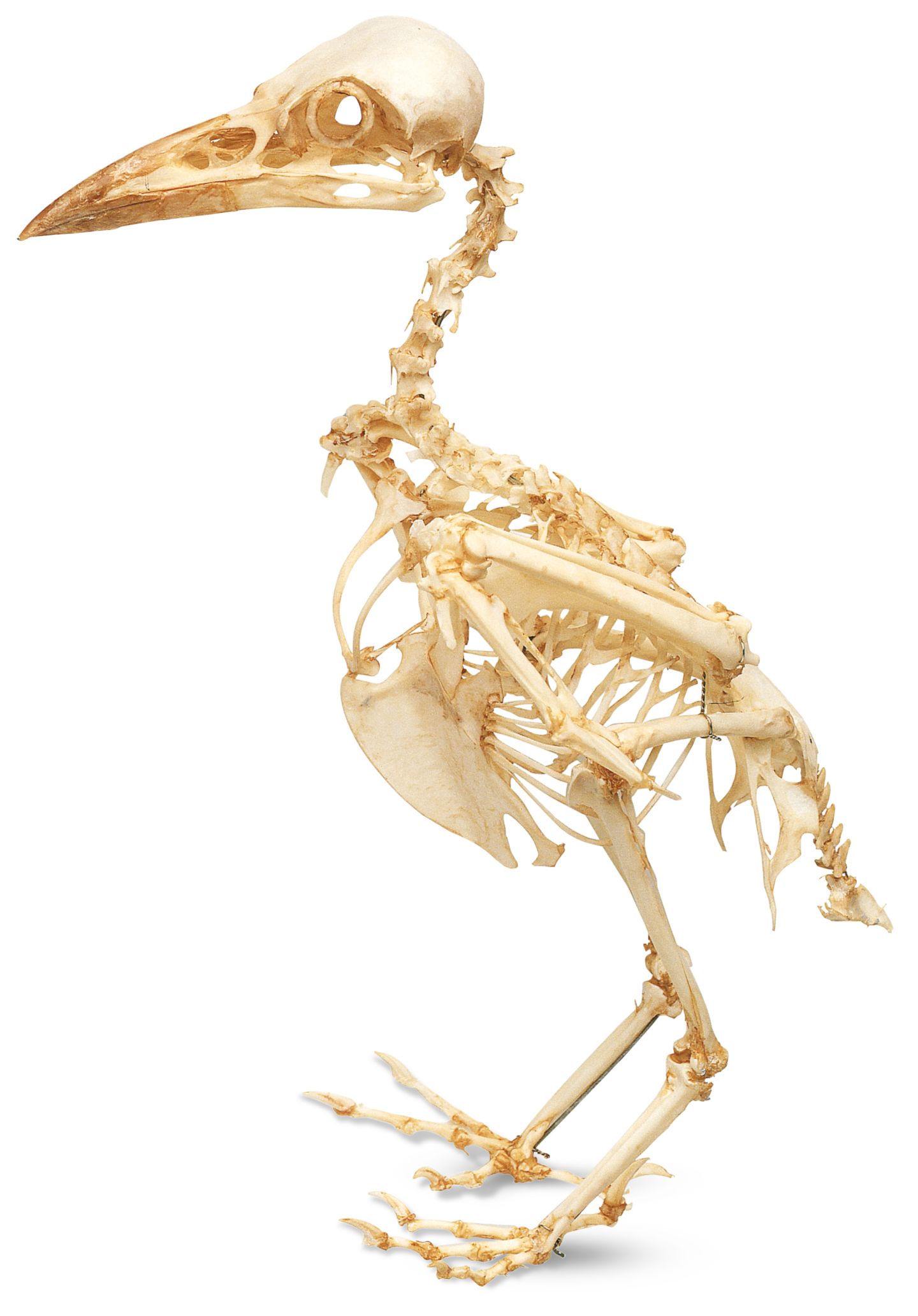 Bird Skeleton Bird Anatomy Inside A Bird Dk Find Out 9496