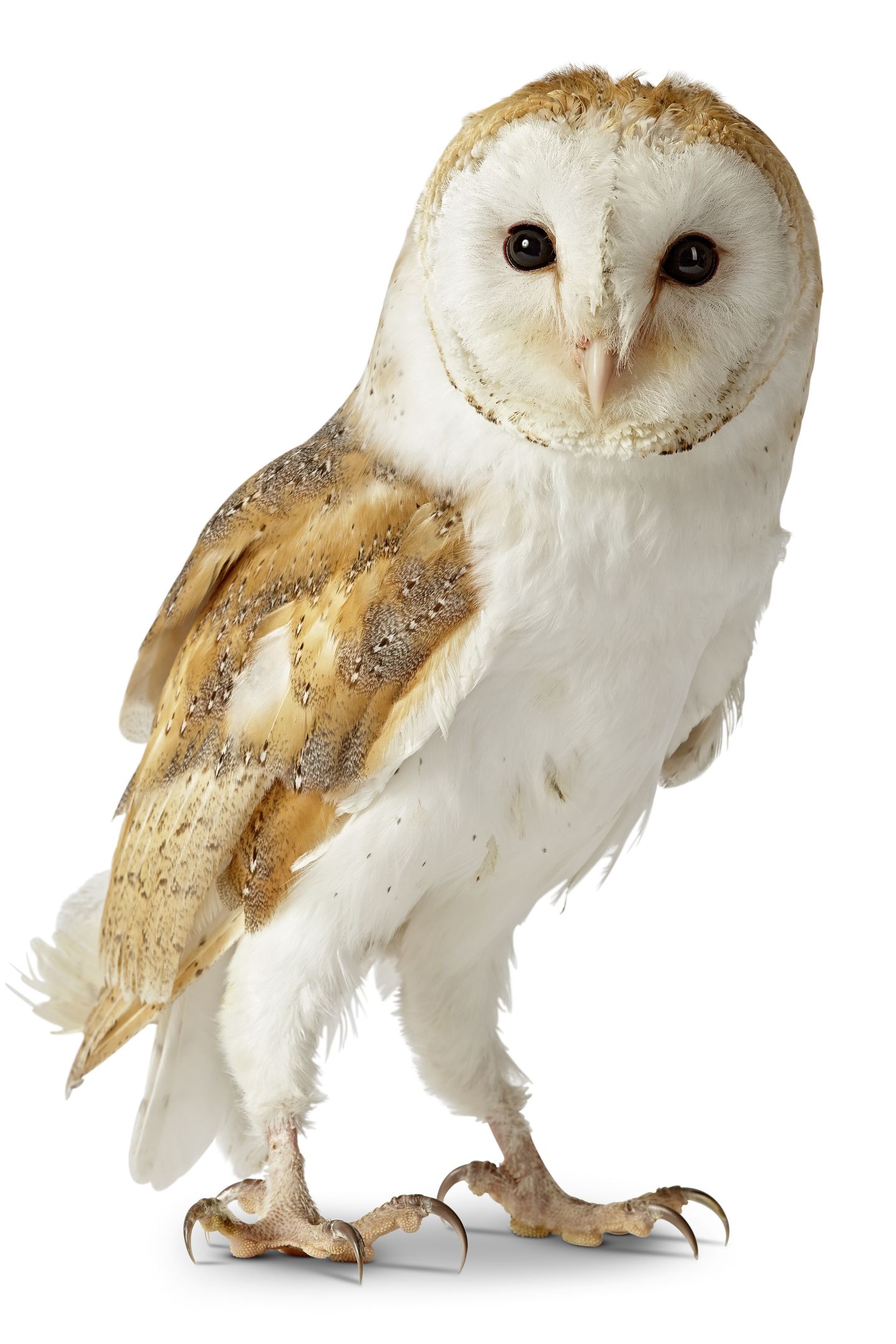 Download Owl Facts For Kids Information About Owls Dk Find Out