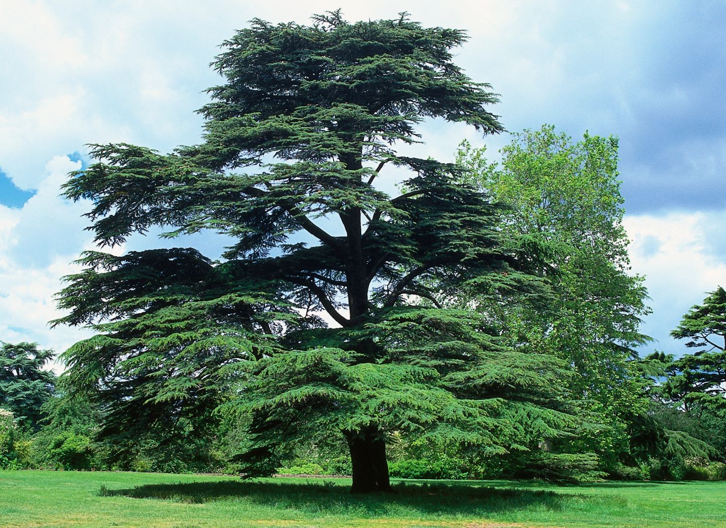 Five terrific tree facts for Arbor Day  DK Find Out!