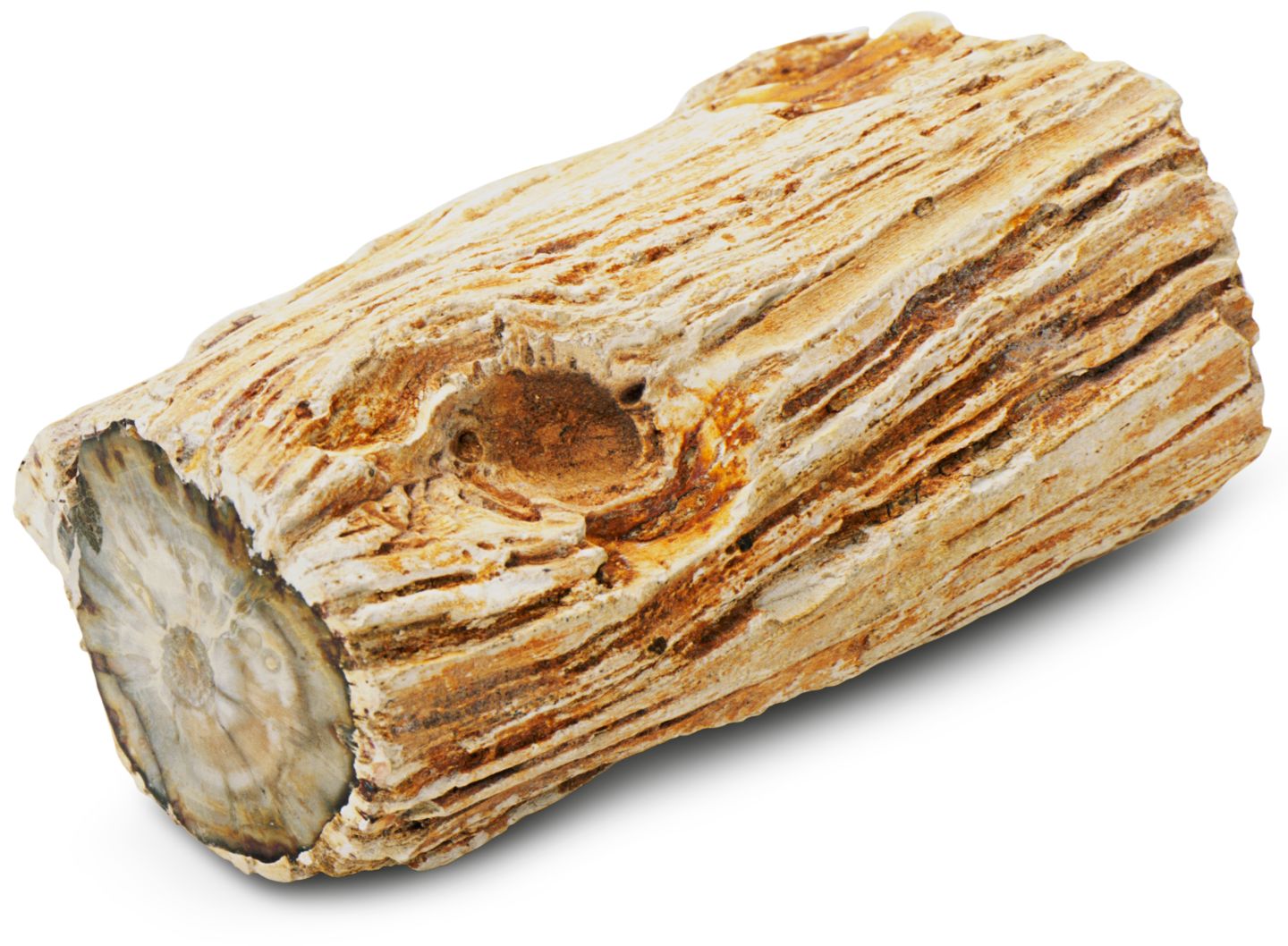 Types of Fossils Amber Fossils DK Find Out