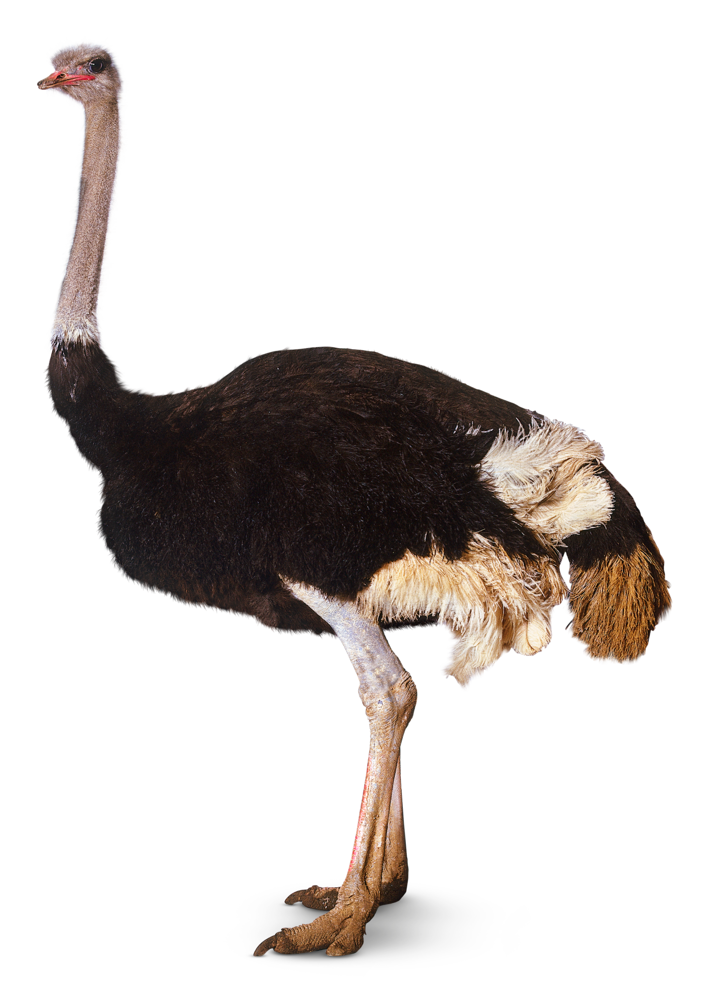 What is a Bird | Information About Birds | DK Find Out What is a Bird | Information About Birds | DK Find Out