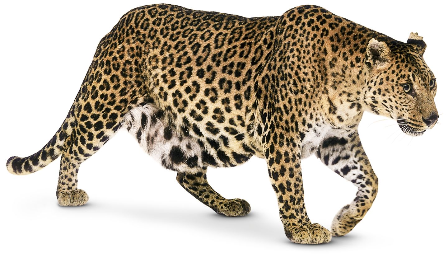 all type of big cats