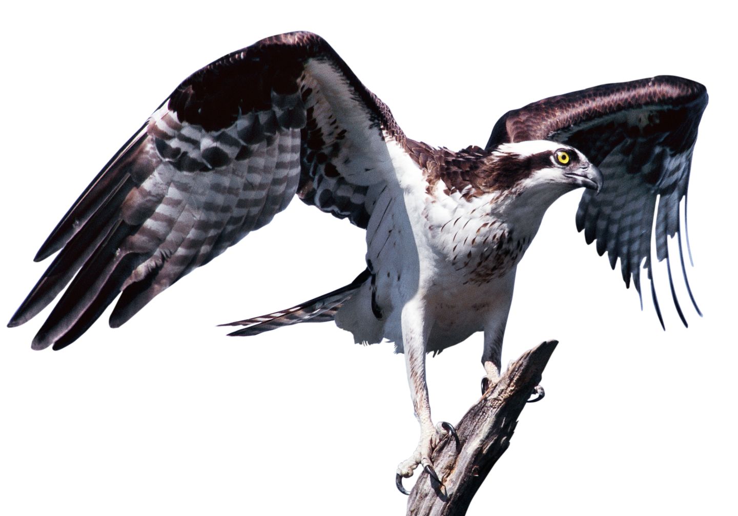 Carnivorous Birds List - Examples of Birds of Prey With Photos