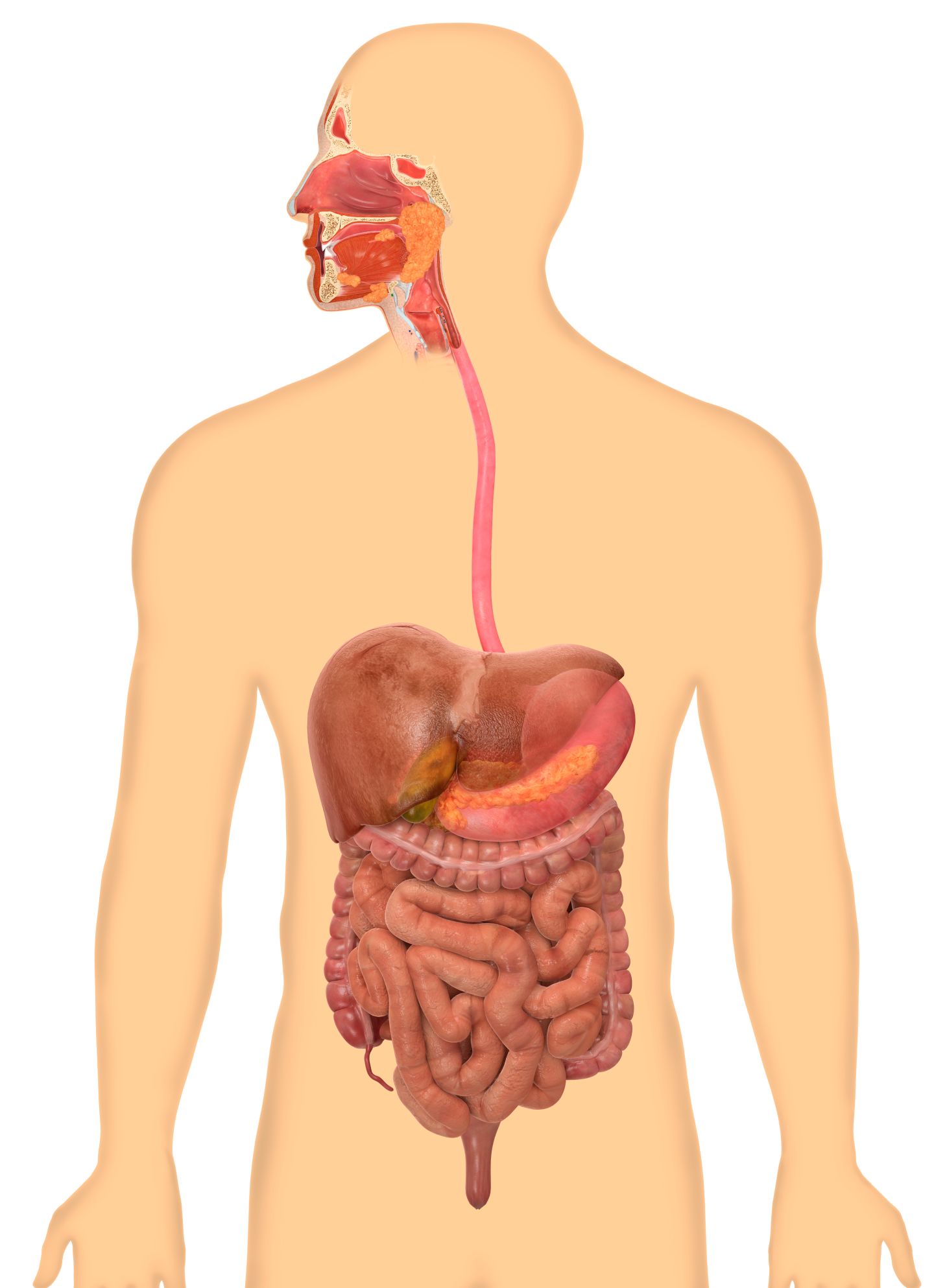 How Does The Digestive System Work For Kids Dk Find Out